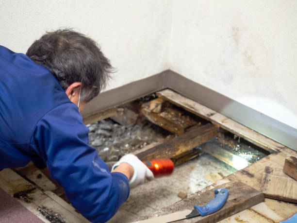 Best Attic Mold Removal  in Newman, CA