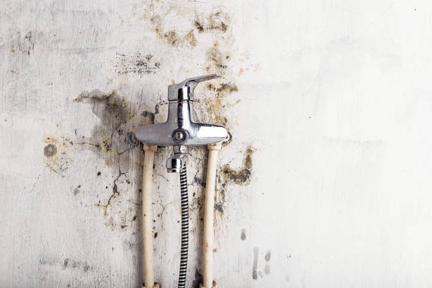 Best Certified Mold Removal  in Newman, CA