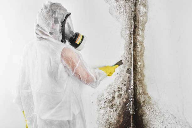 Best Home Mold Removal  in Newman, CA