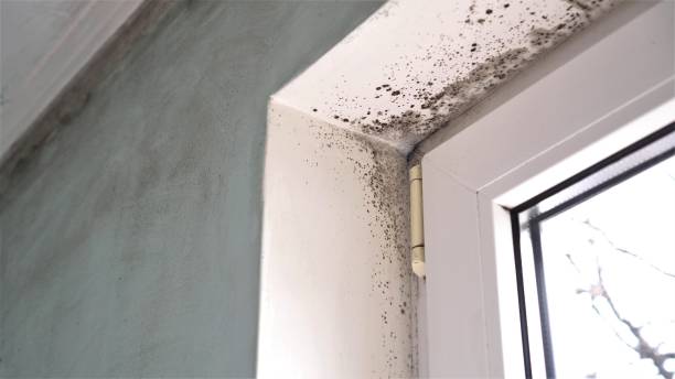 Best Mold Cleaning Services  in Newman, CA