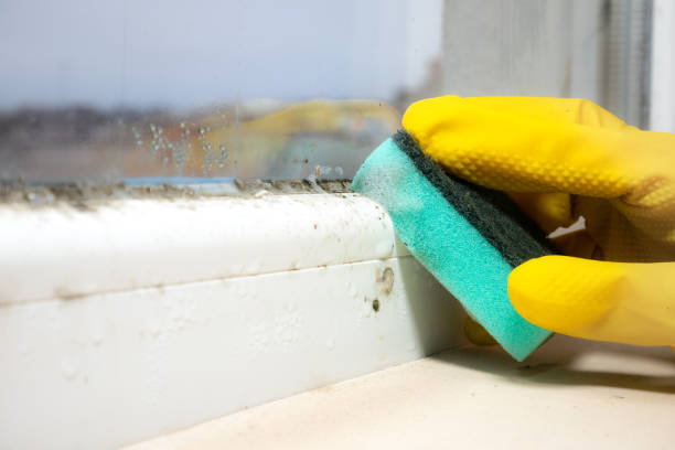 Best Affordable Mold Removal  in Newman, CA