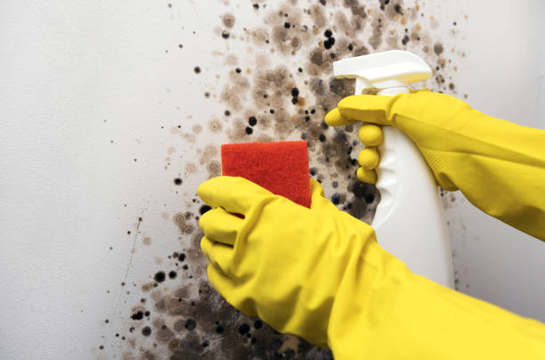 Best Mold Removal Company Near Me  in Newman, CA