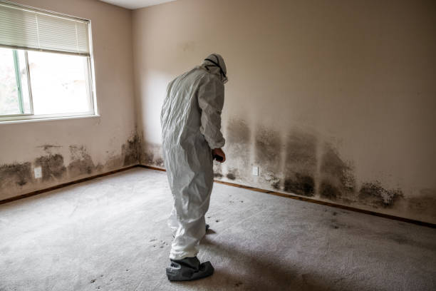 Best Commercial Mold Removal  in Newman, CA