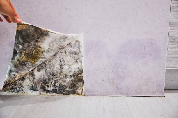 Best Attic Mold Removal  in Newman, CA